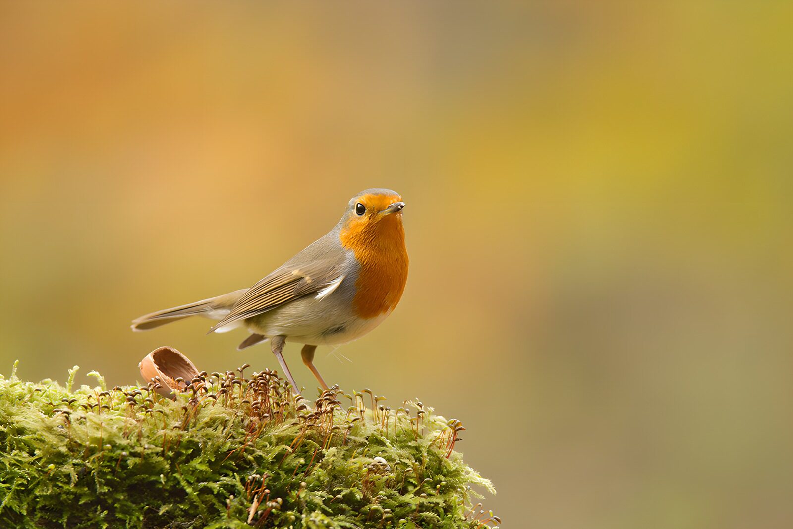 OCUK24116: Charming Robin on a Mossy Log
