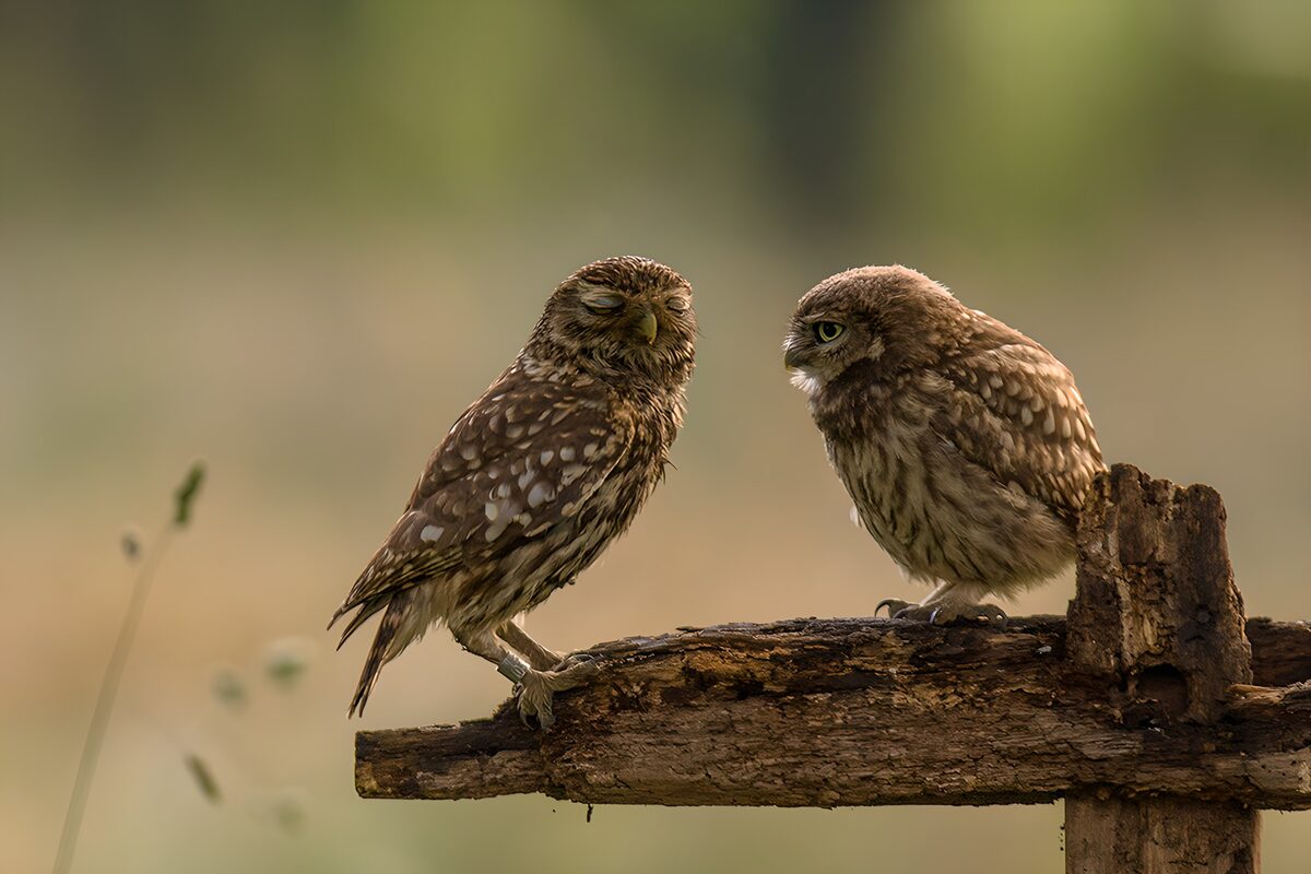 Two Curious Owls on a Fence