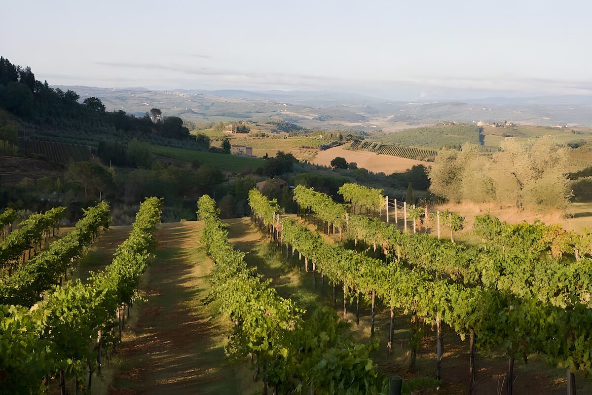 OCUK28272: Vines with a view over a valley