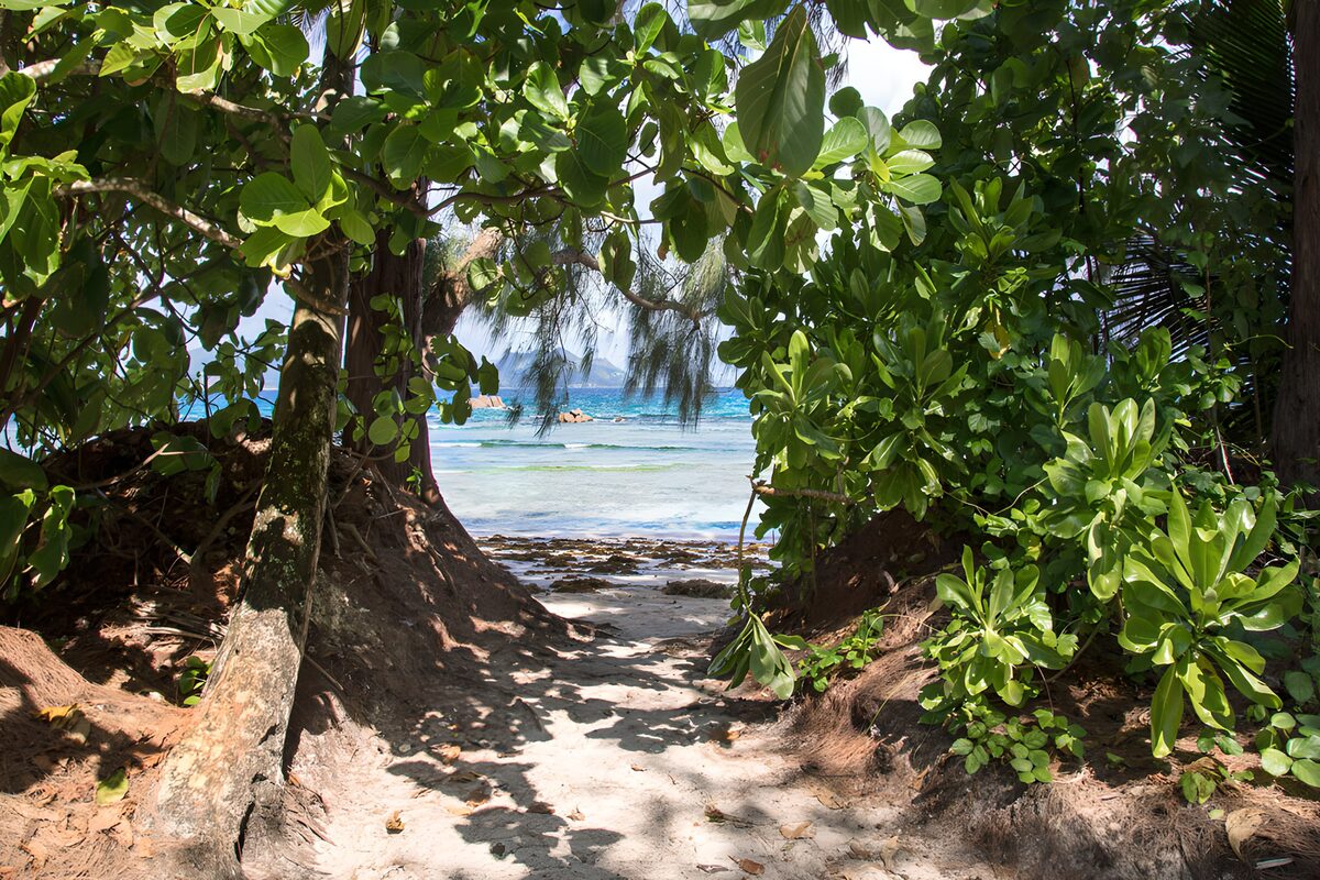 OCUK75525: Tropical Pathway to the Beach