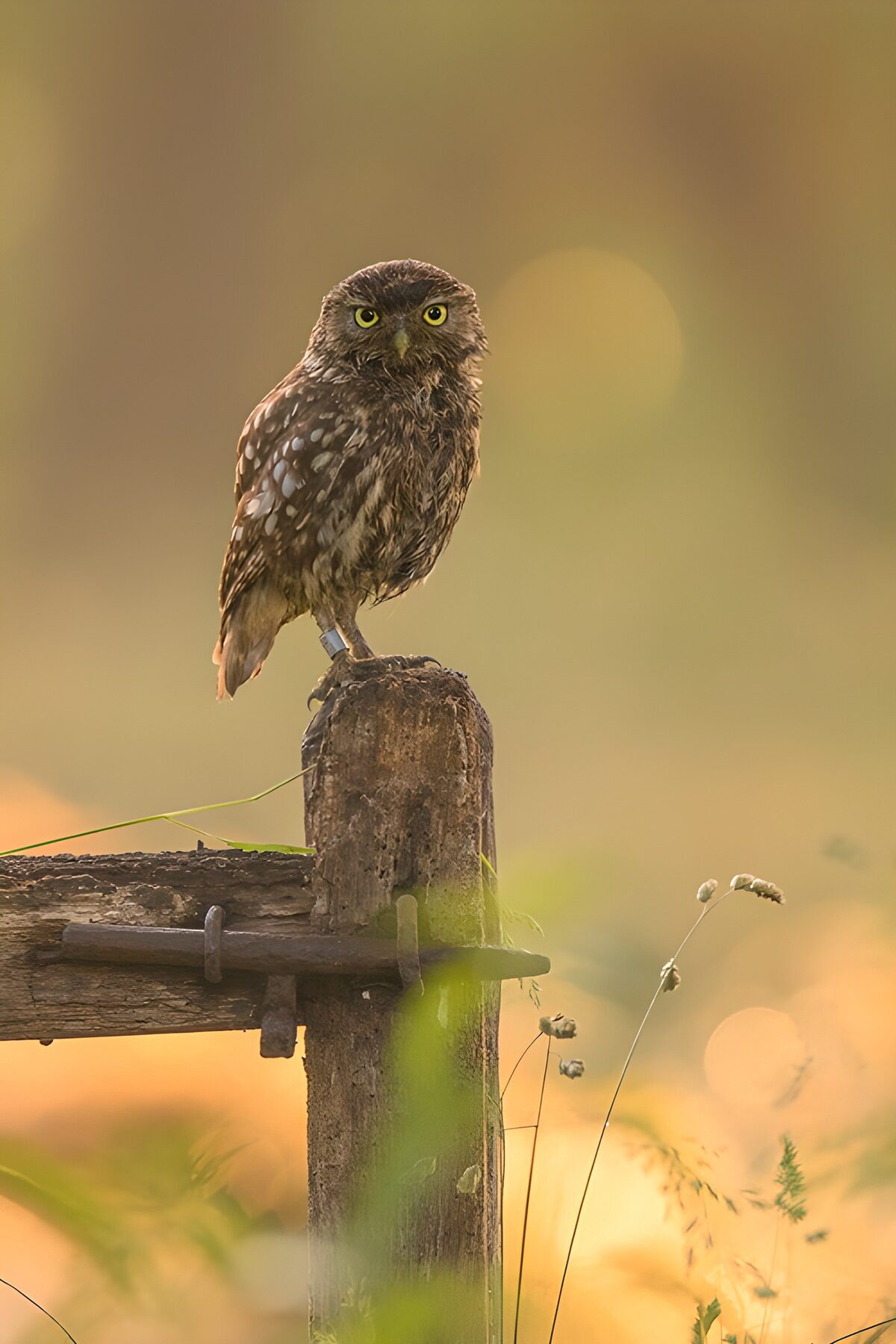 OCUK55500: Watchful Little Owl at Sunset