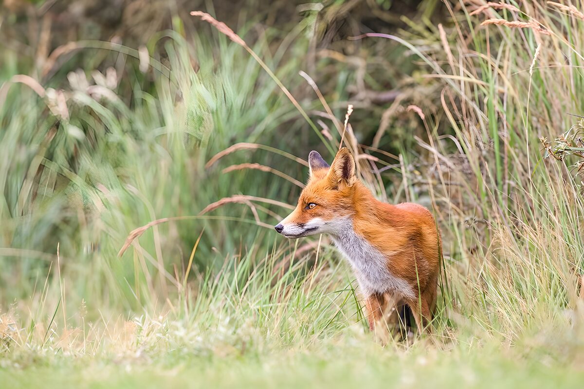 OCUK81914: Curious Red Fox in Tall Grass