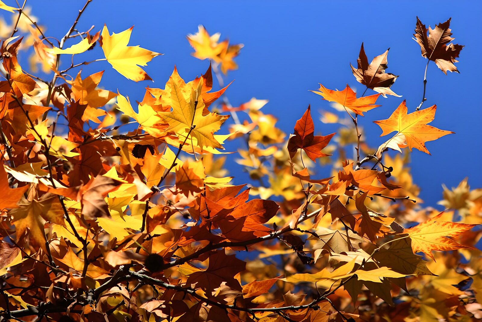 OCUK55854: Vibrant Autumn Foliage Against the Sky