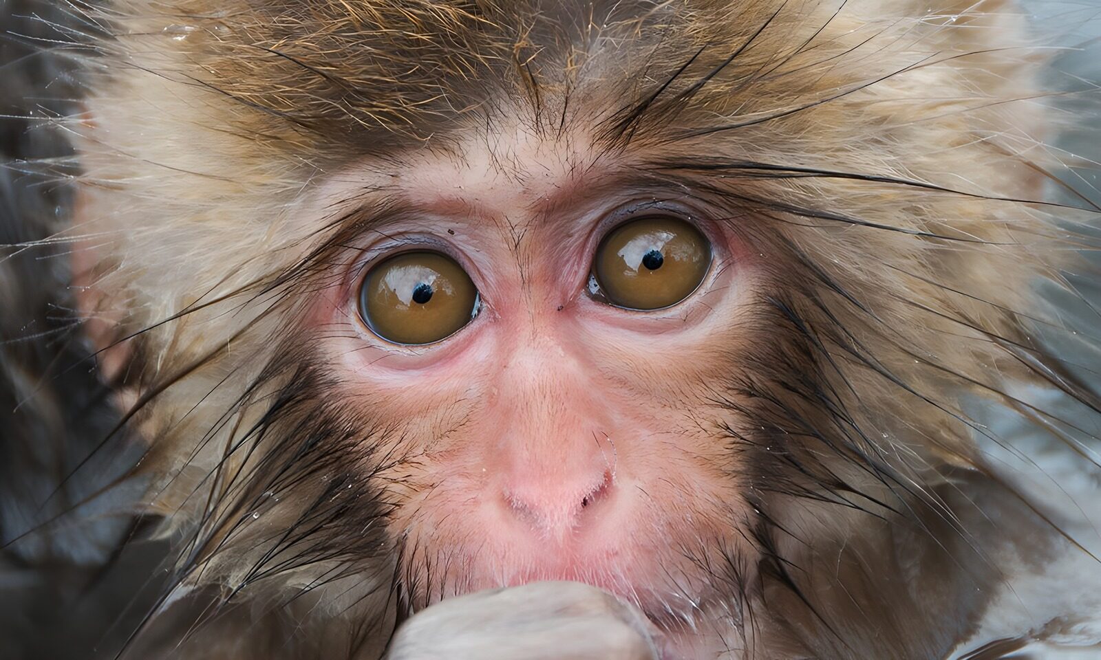 OCUK56291: Captivating Eyes of a Young Monkey
