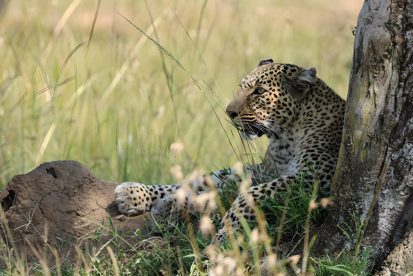 OCUK47531: Hidden Beauty in the Grasslands
