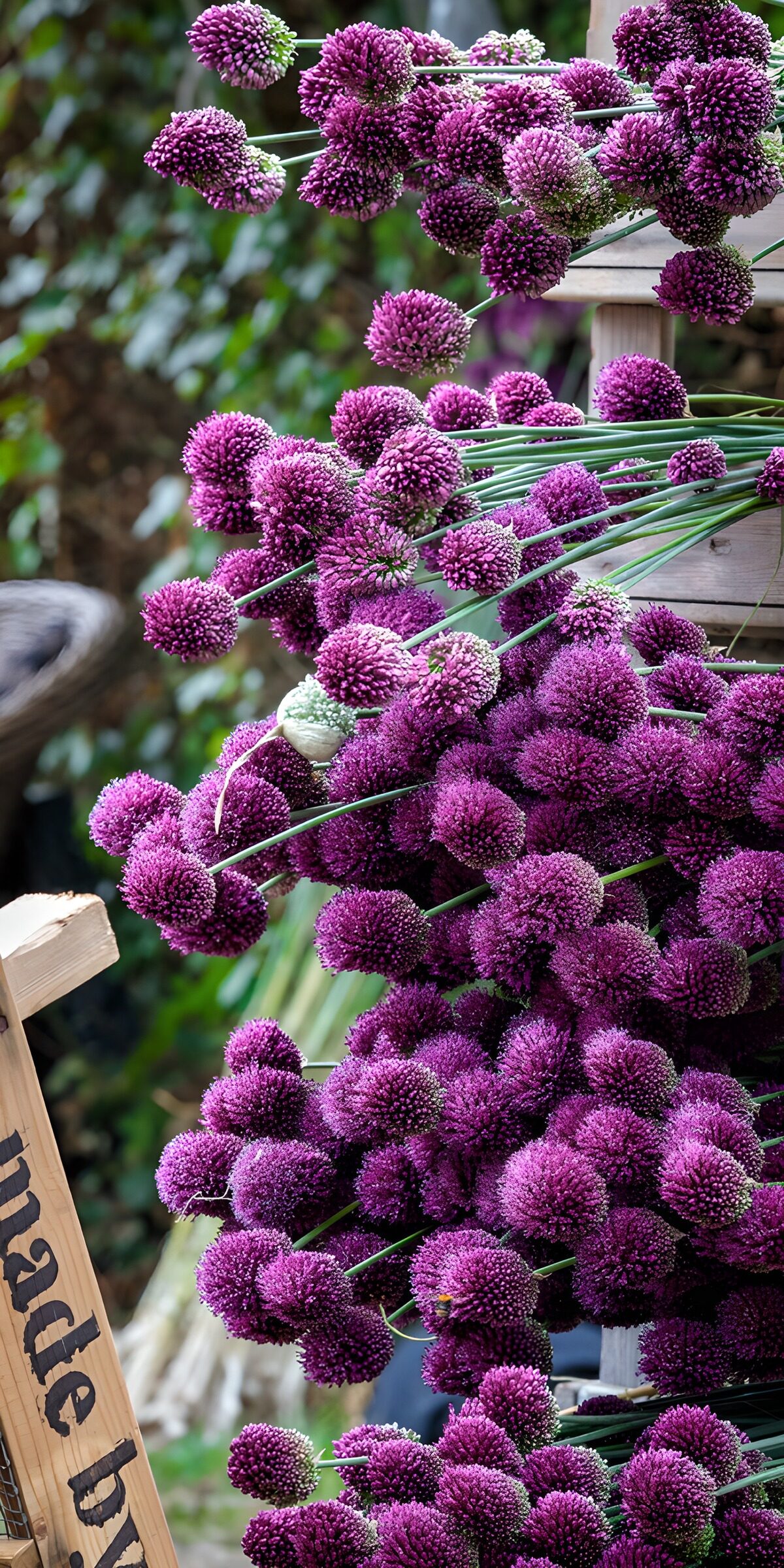 OCUK33478: Vibrant Purple Alliums Display