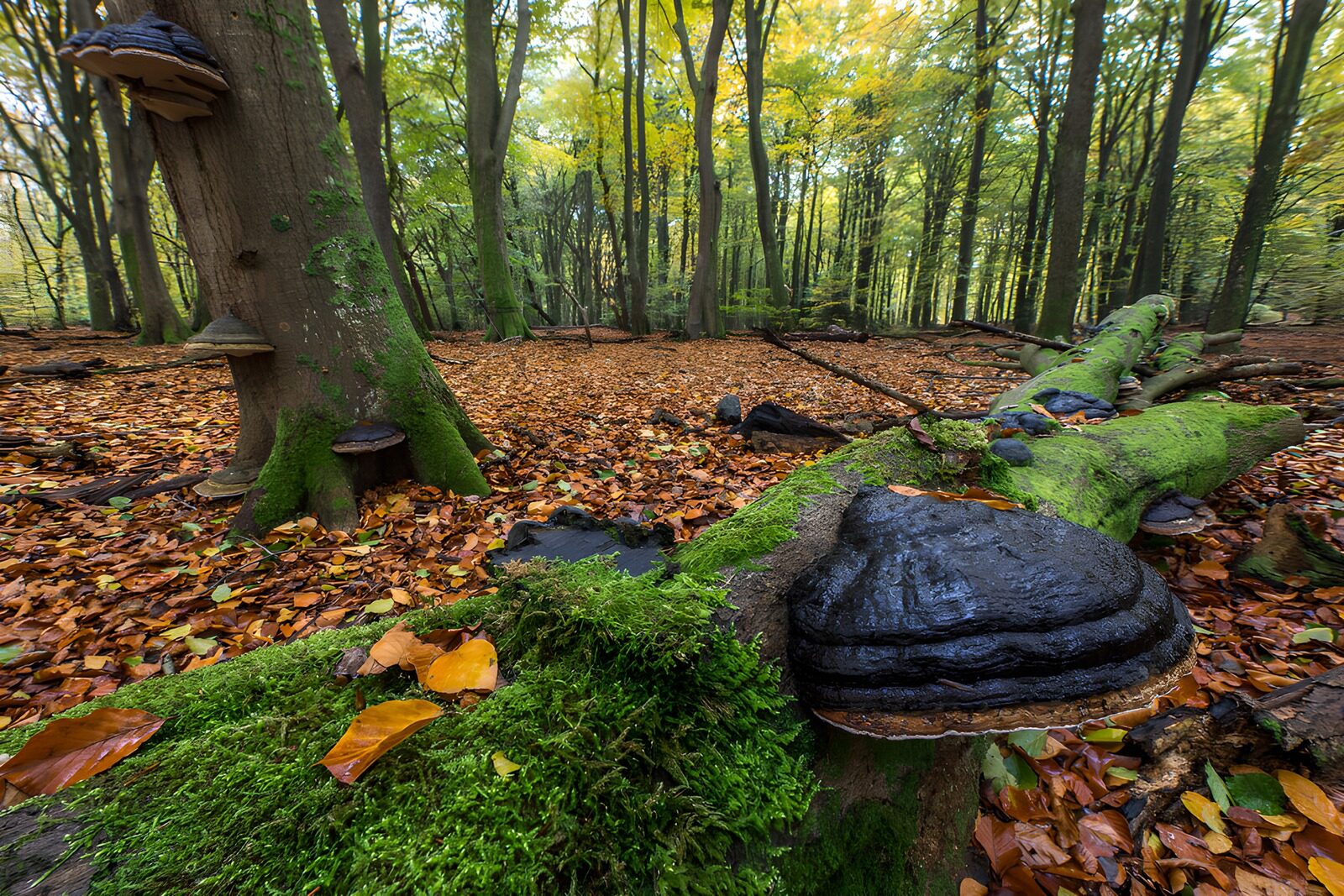OCUK68861: Enchanted Forest with Fungi and Leaves