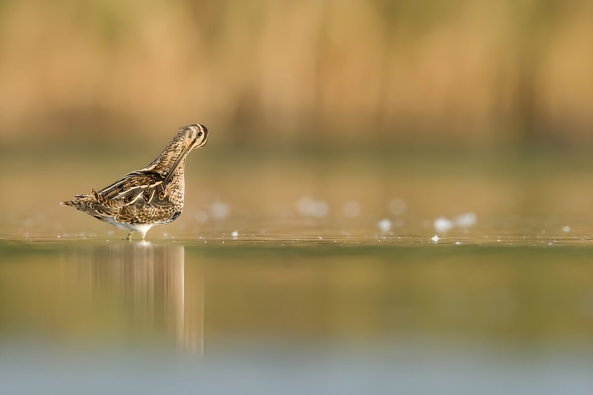 OCUK49647: Elegant Snipe on Serene Waters