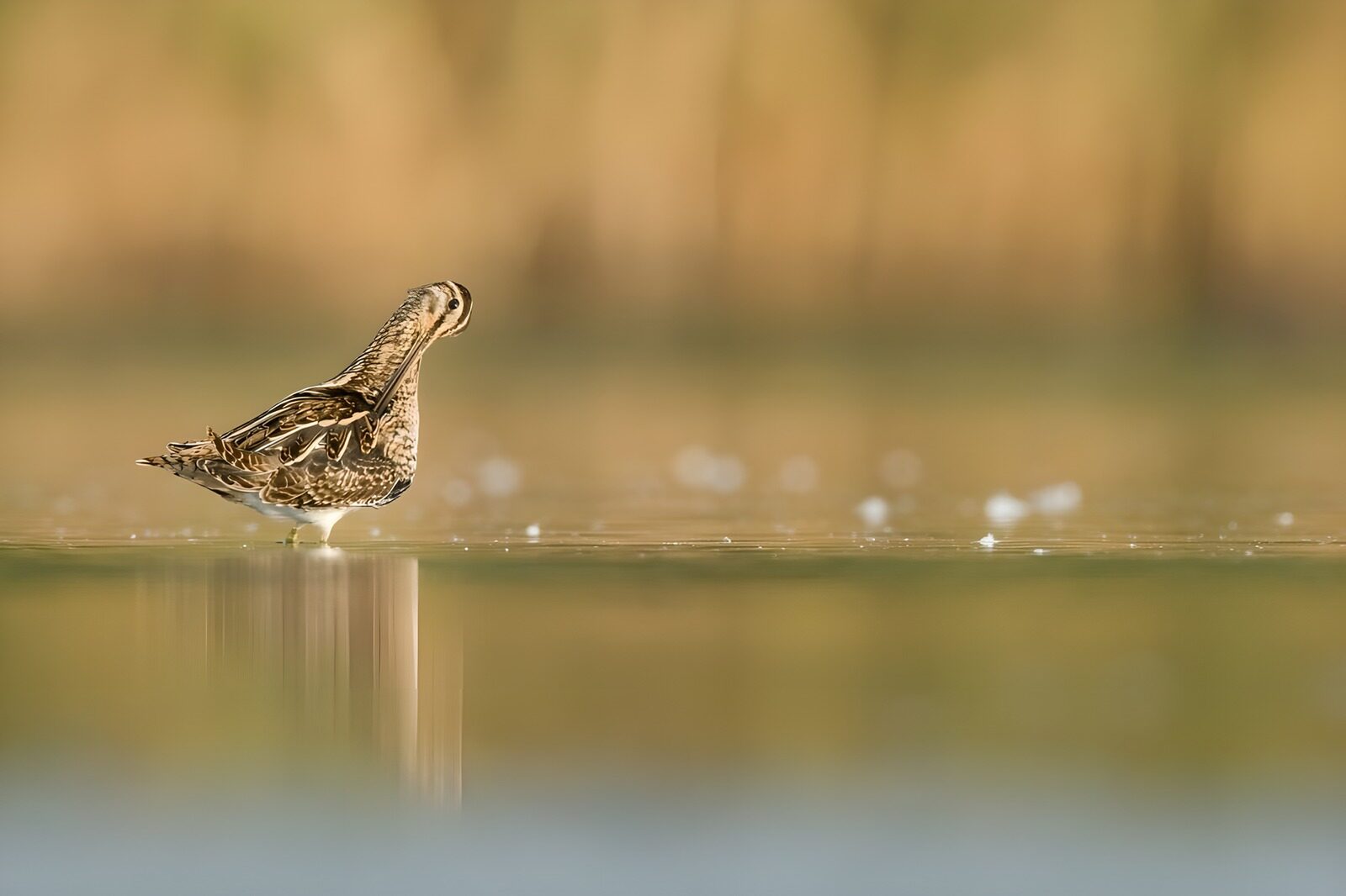 OCUK49647: Elegant Snipe on Serene Waters