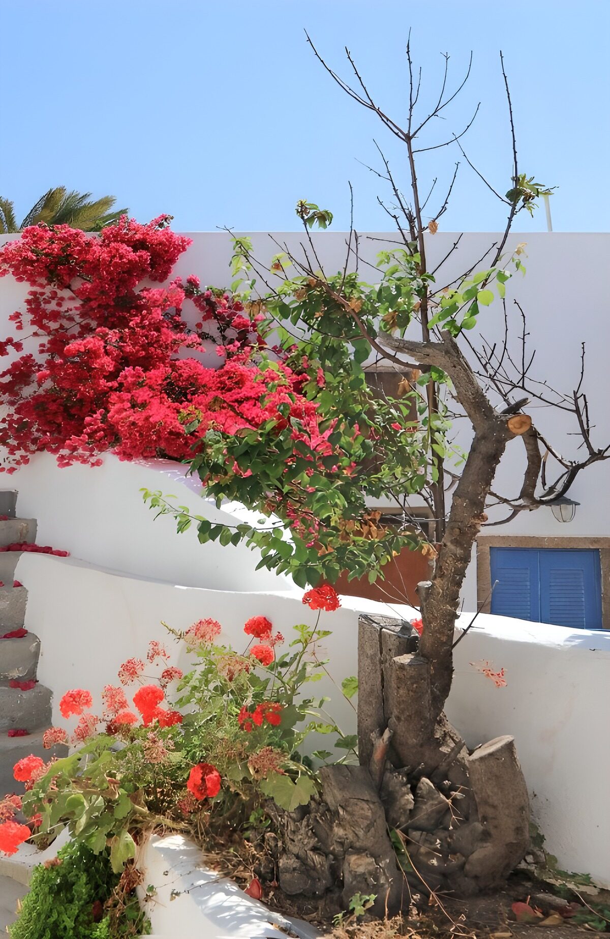 OCUK52052: Vibrant Blossoms Against White Walls