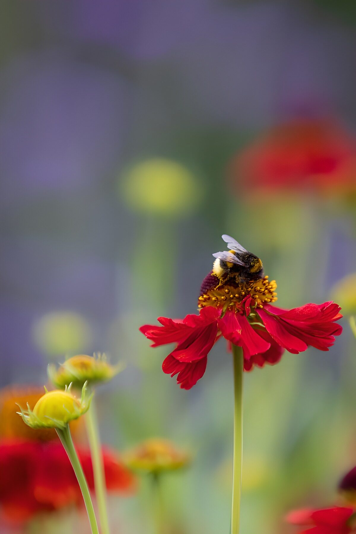 OCUK49998: Bumblebee on Red Helenium Flower