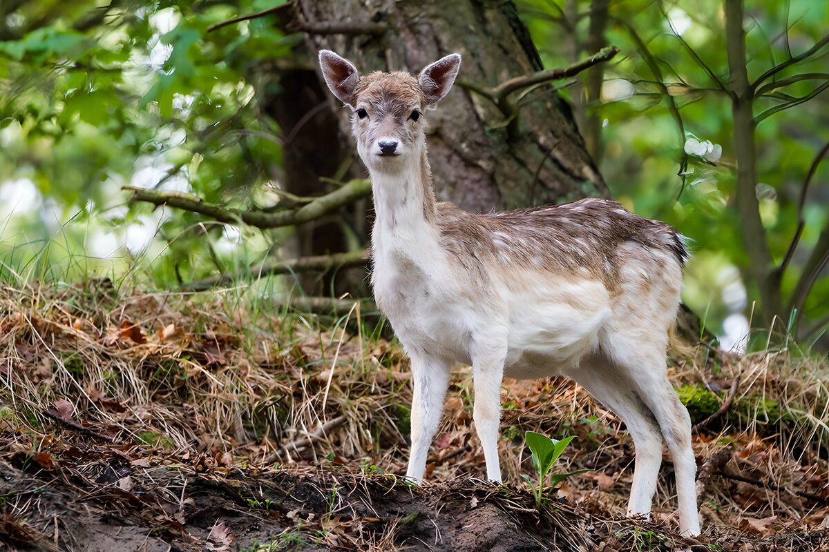 Curious Fawn in Woodland