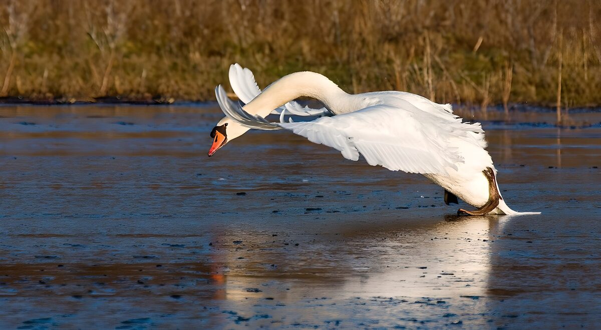 OCUK89973: Graceful Swan in Action