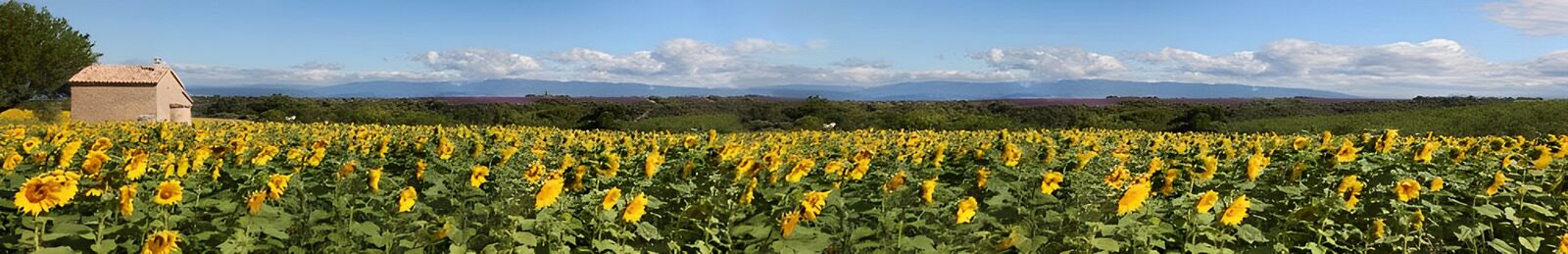 OCUK53763: Sunflower Fields under Blue Skies