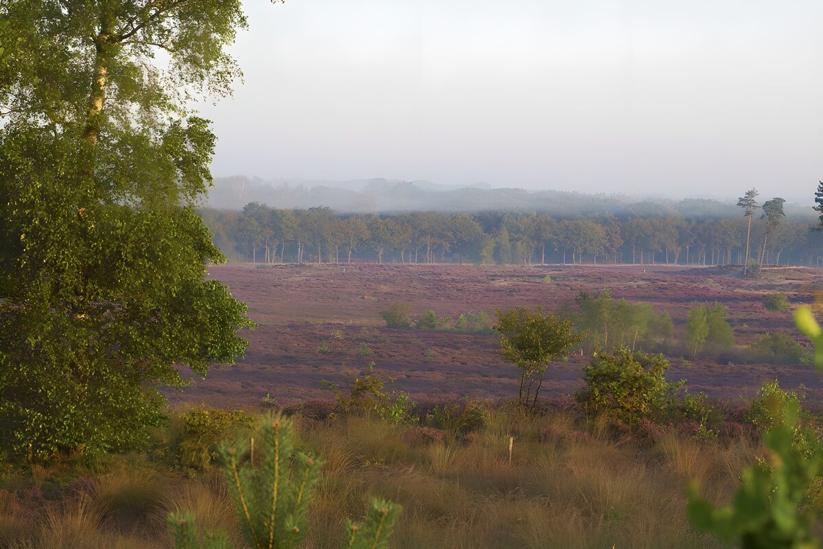 OCUK17484: Leusderheide