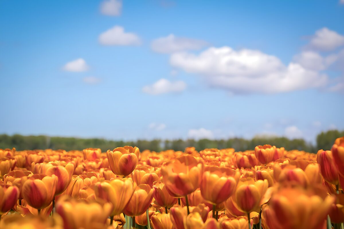 Vibrant Tulip Field Under Blue Skies